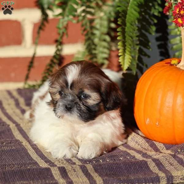 Tiara, Shih Tzu Puppy